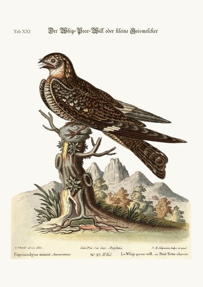 Der Whip-Poor-Will oder kleinere Ziegenmelker, 1749-73 von George Edwards